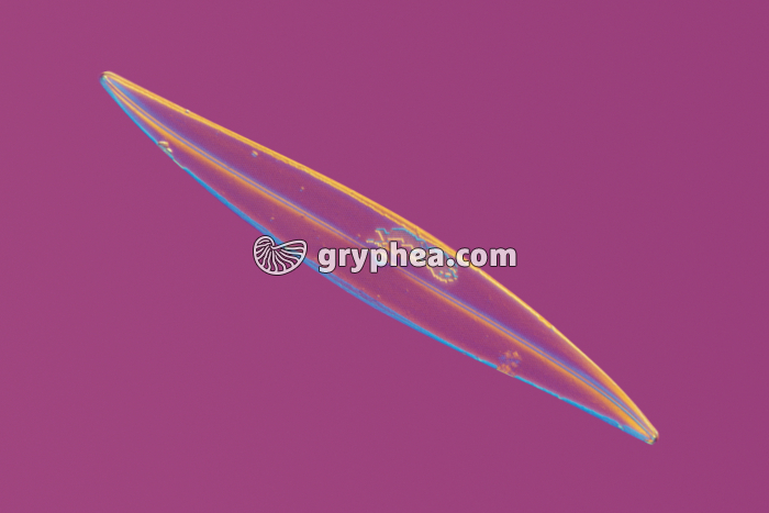 Diatomée Pleurosigma angulatum x160 - gryphea.com